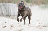 CANE CORSO 535